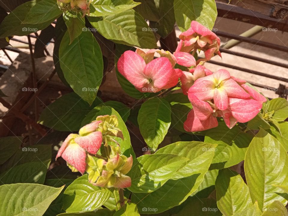 beautiful pink flowers🌸🌺🌻🌹🌷🌼💐