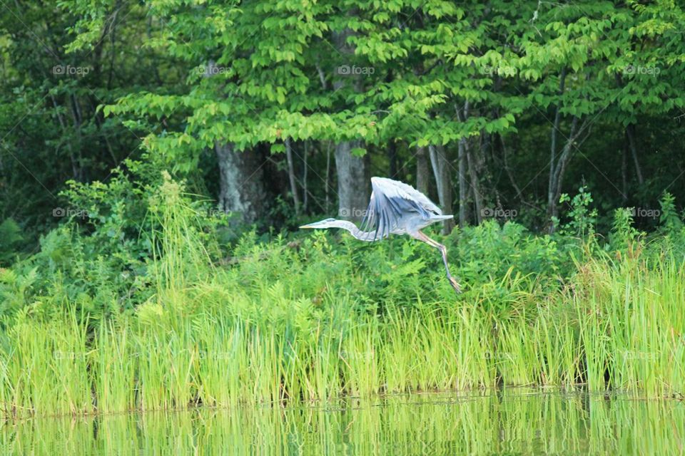 Great Blue Heron