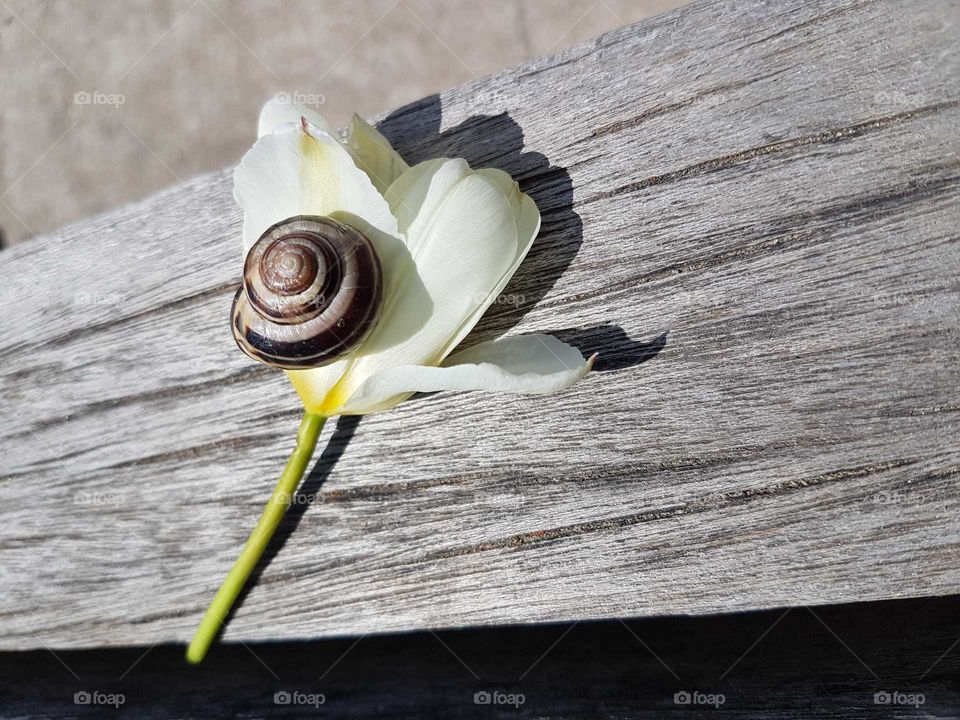 Snail flower