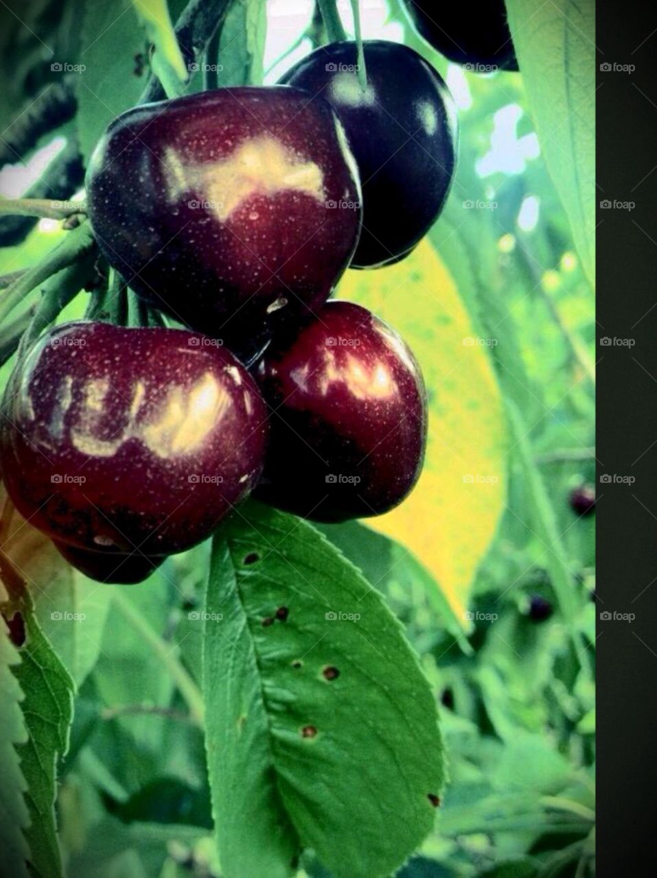 Cherries . Cherry picking 