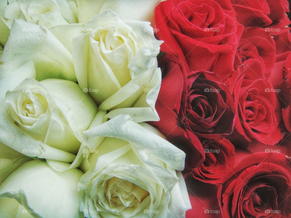 White and red roses close up 