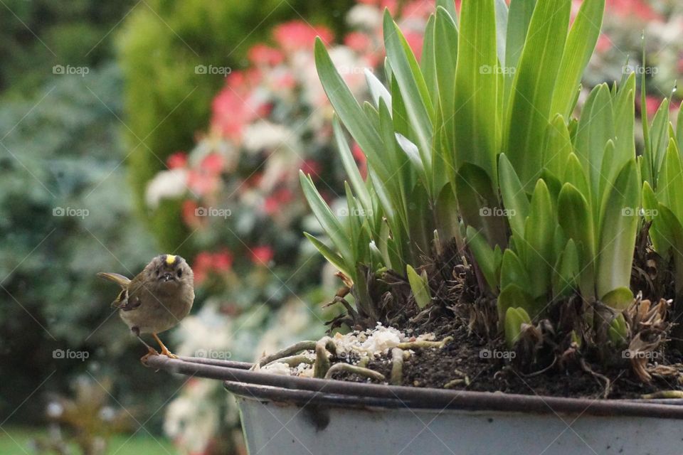 Little baby bird (I think it may be a Goldcrest UK’s tiniest bird weighing only 5gramms !) loves to sit  on the handle of an old bucket I use to grow agapanthus … it’s  just beginning to shoot up 💚