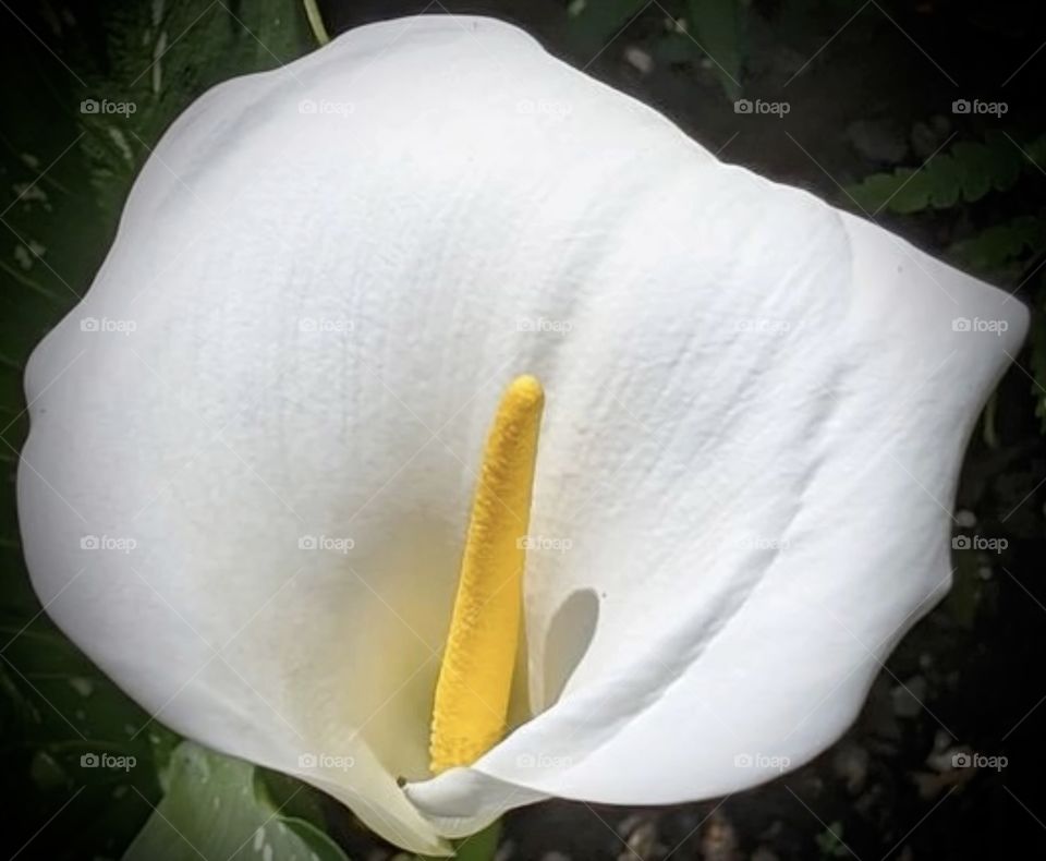 A crisp white calla lily so elegant with its single petal that wraps to create a beautiful statement