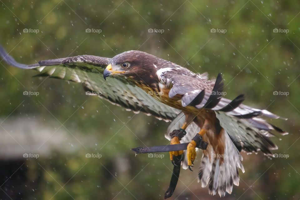 Eagle in flight, bird show