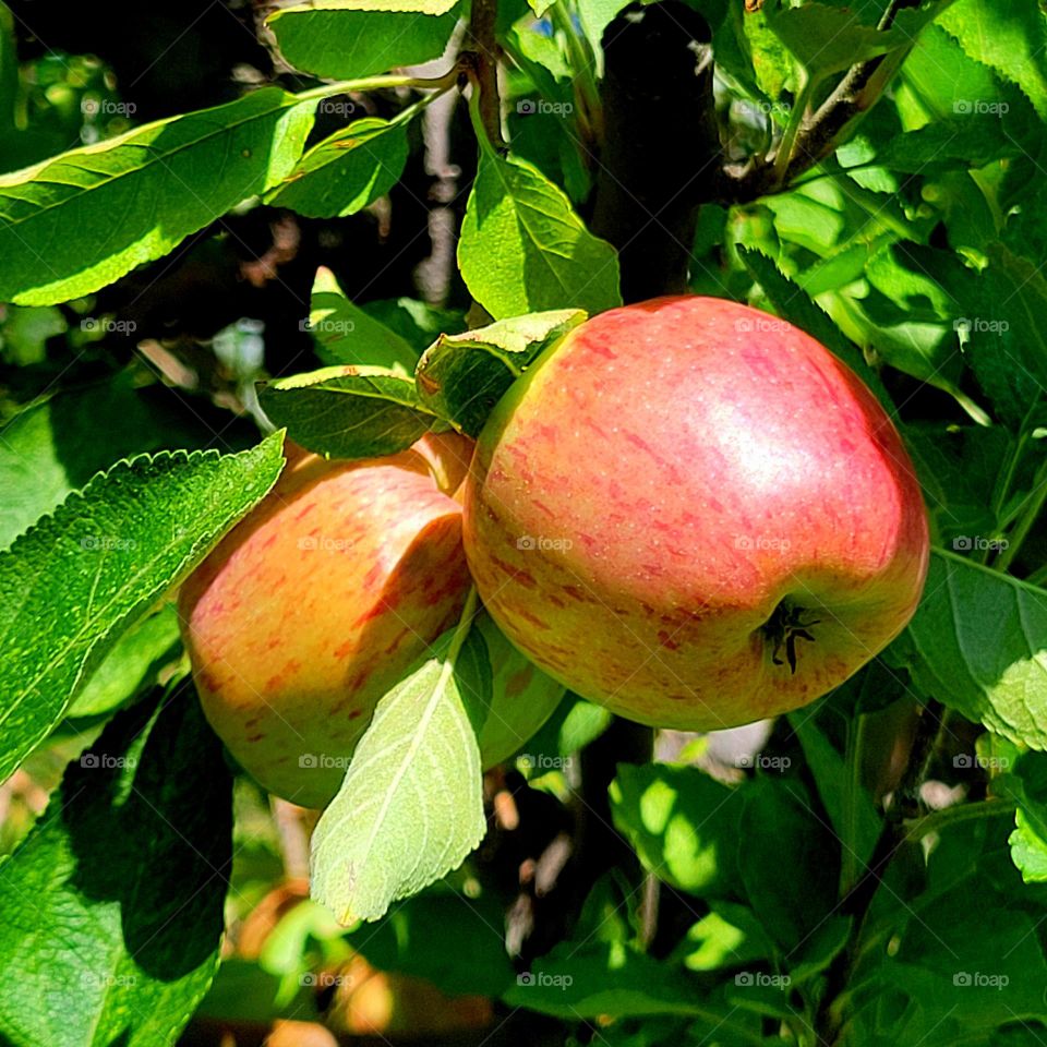 frutos del árbol