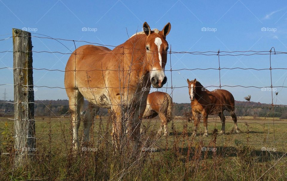 Horses in the field