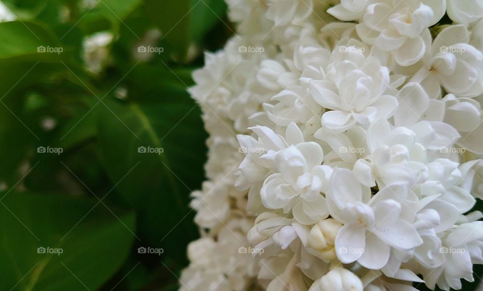 White lilac in the garden.