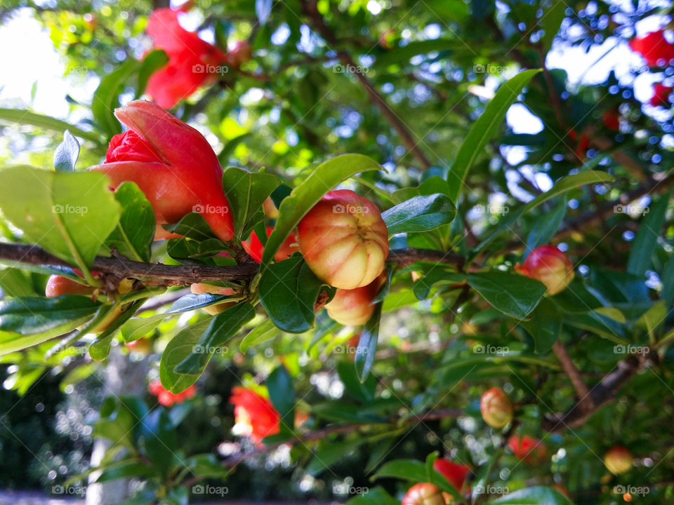 Pomegranate blossoms