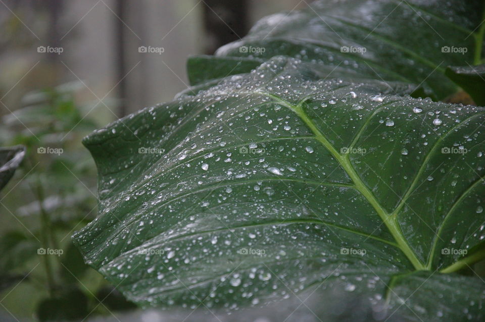 rain reflection on leaf