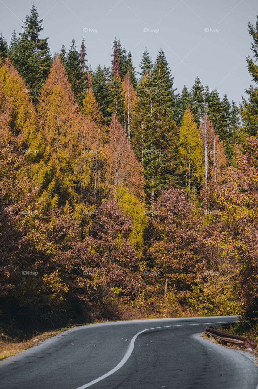 Road amidst trees during autumn .