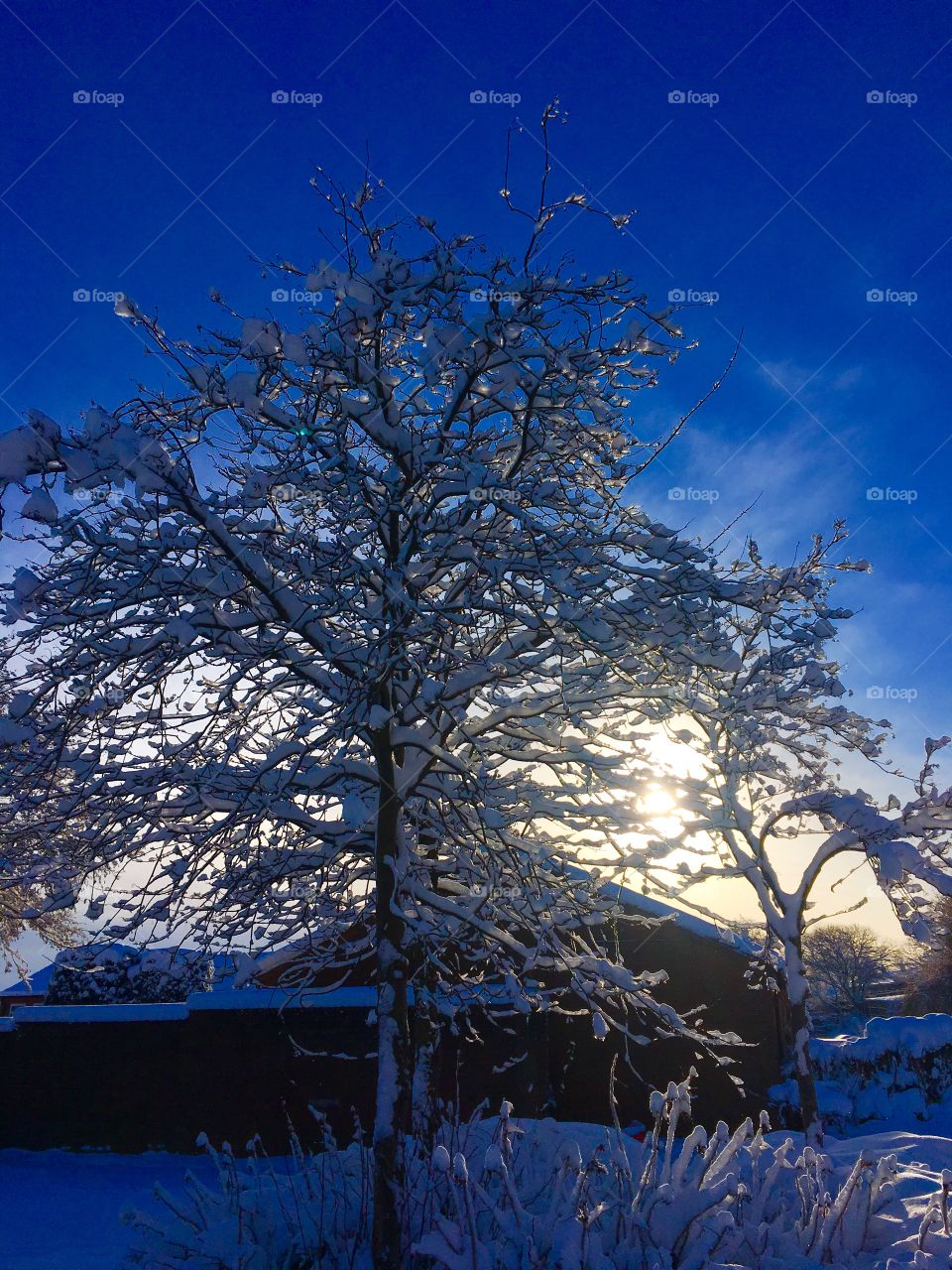 Sun shines through branches of snow covered trees.