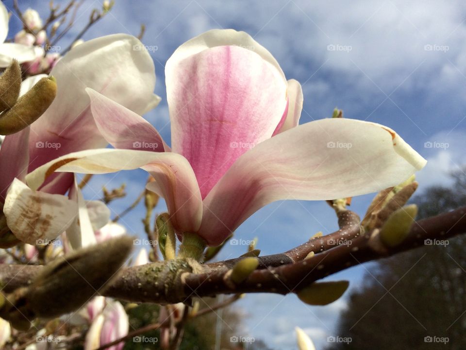 Pink Magnolia. Pink Magnolia starting to bloom ...