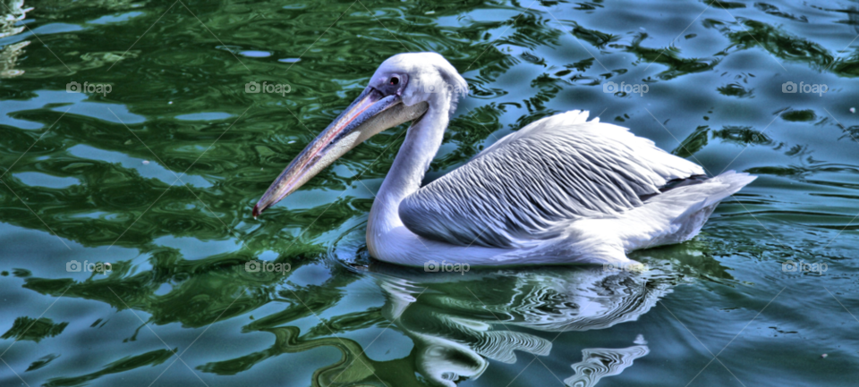 lake pelican by capoeira