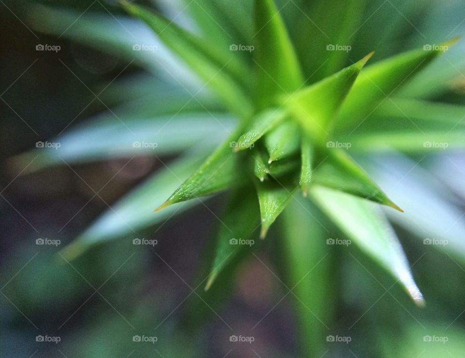 Spikey Greenery