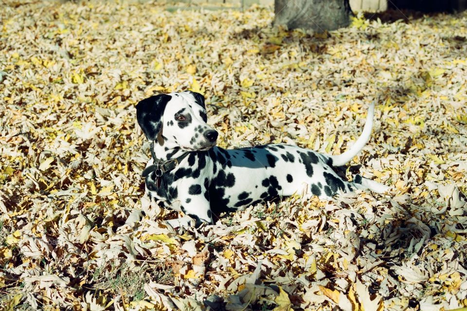 Nikki Dalmatian in Leaves