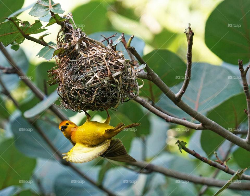 African Golden Weaver - Ploceus subaureus