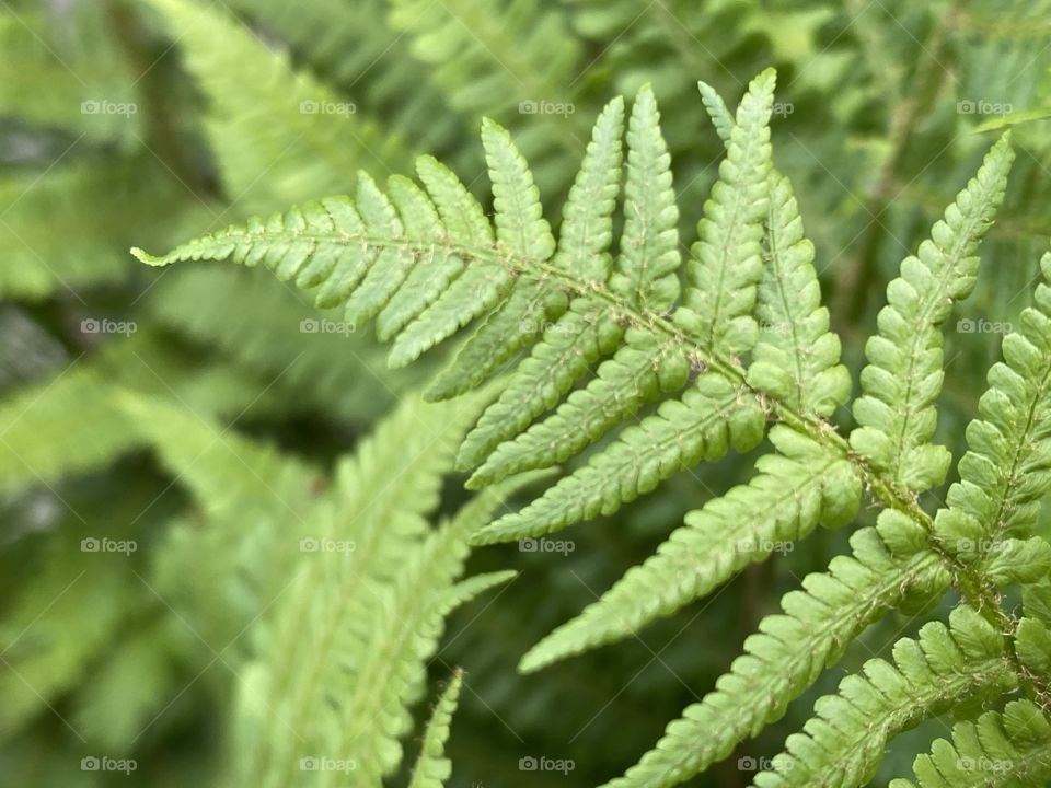 Fern