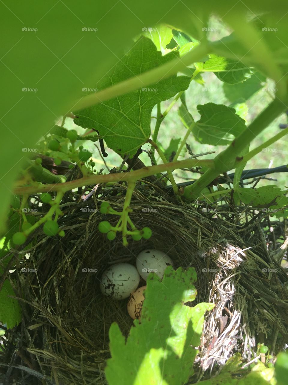 Eggs in a grapevine