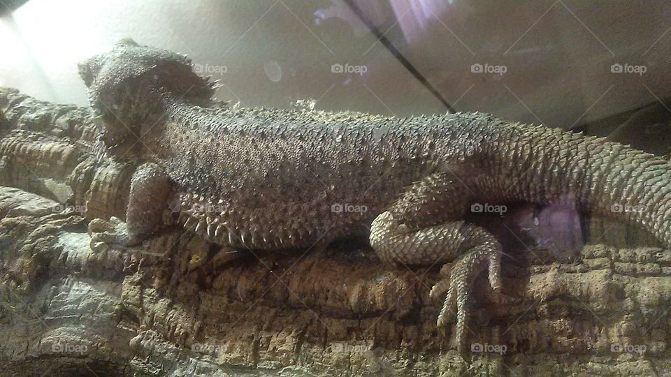 Close-up on Reptilian