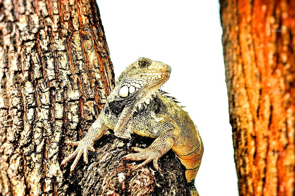 Iguana on tree