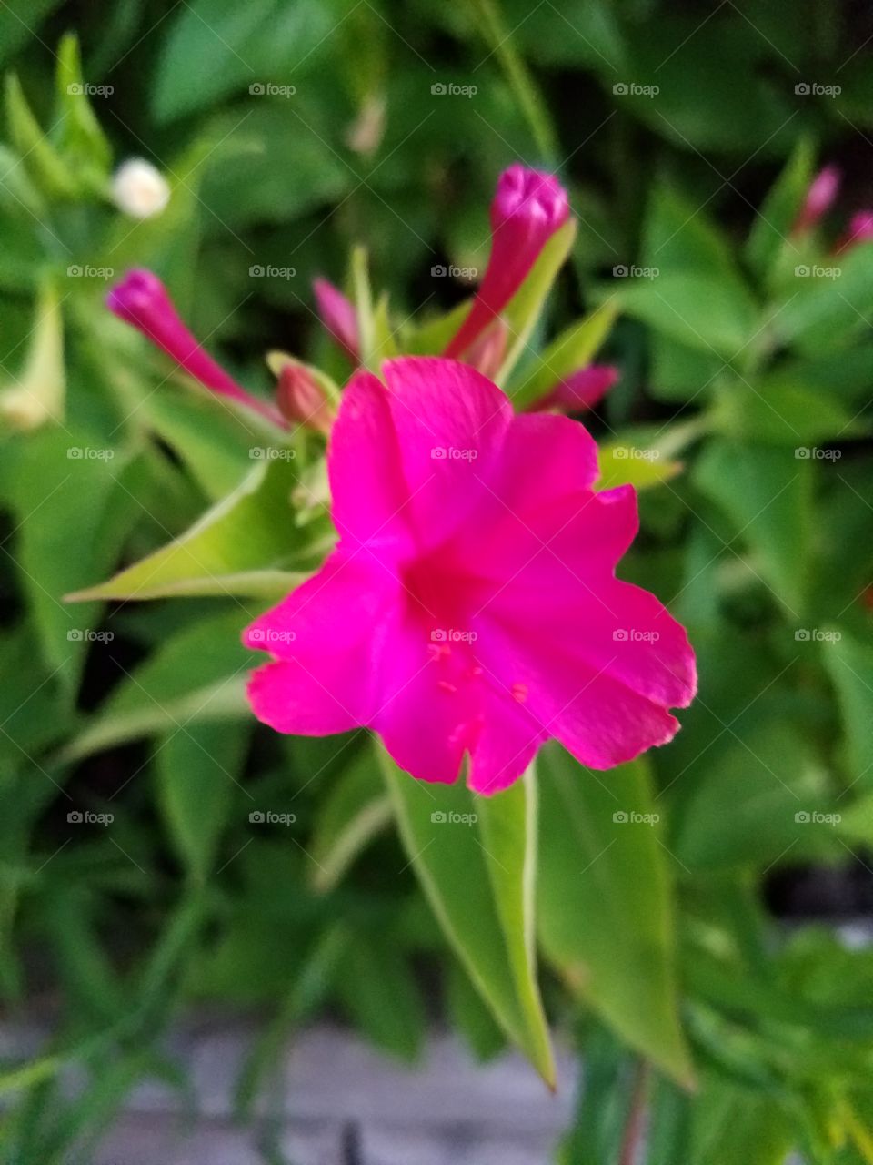 Magenta Trumpet