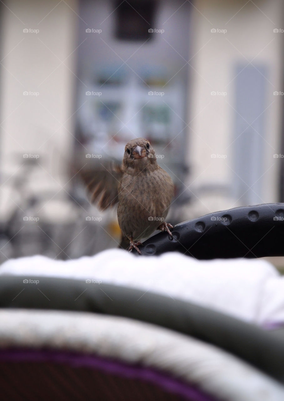 wing bird wings sharp by nivoa