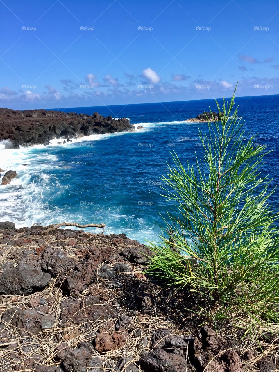 Tiny tree by the sea