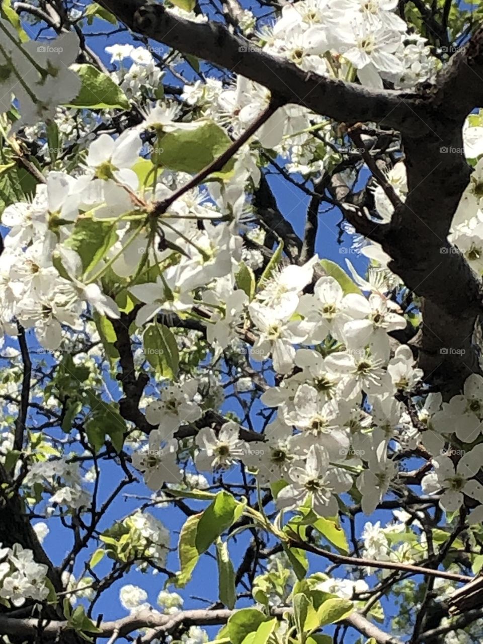 White cherry tree flowers in full bloom 
