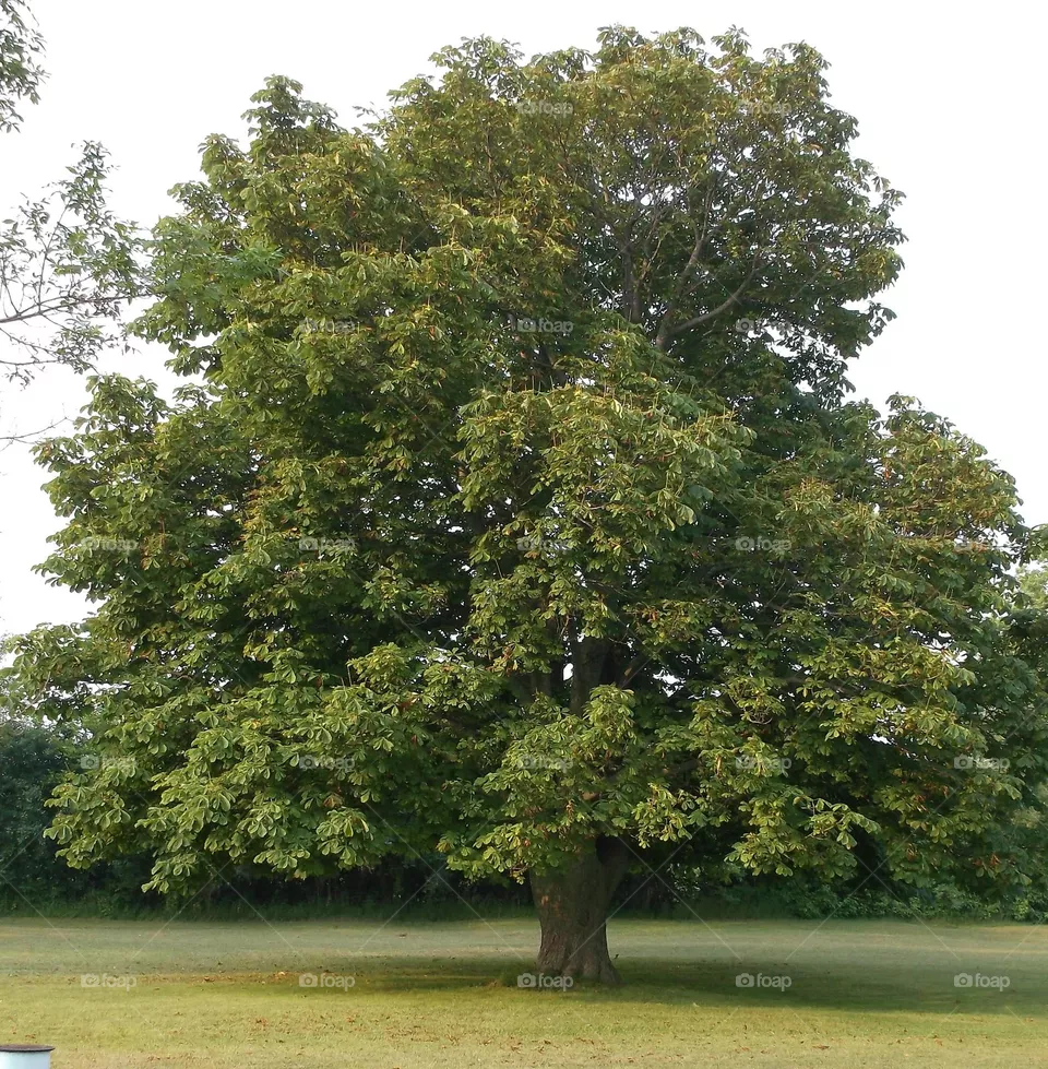 Big Single Tree