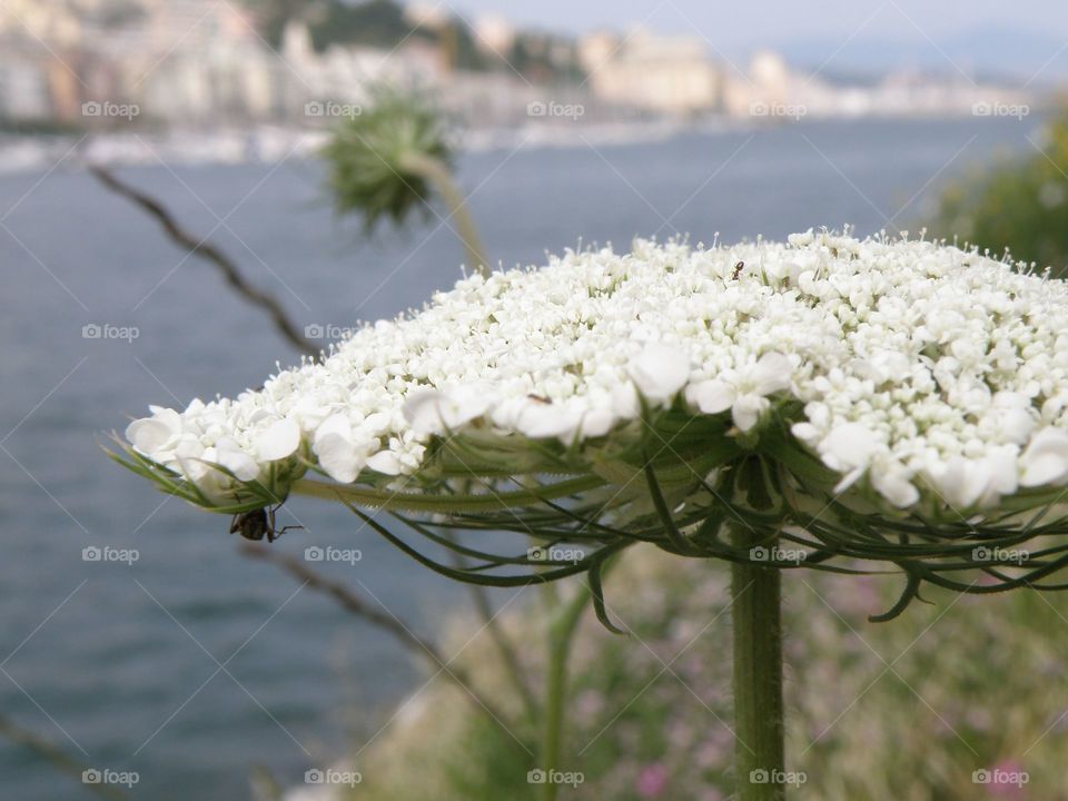 White flower blooming on riverbank