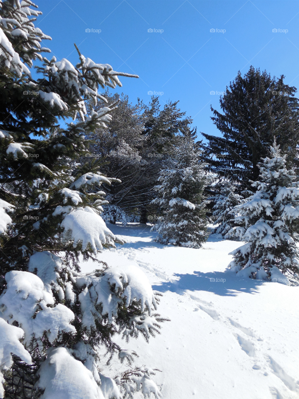 Footprints through winter pines