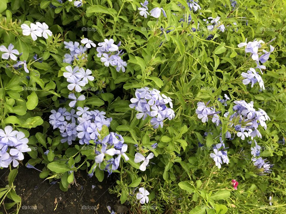 Wild Blue Phlox Flowers