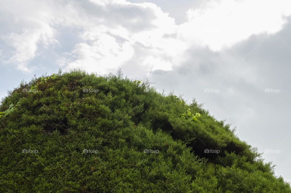 Too Of Cupressus Macrocarpa