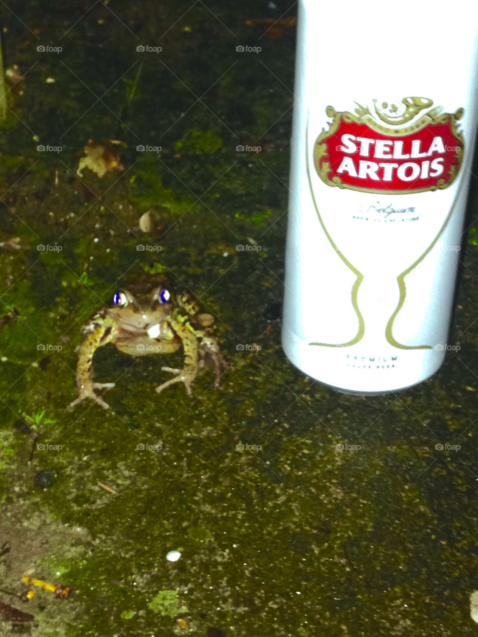 Toadly in the beer