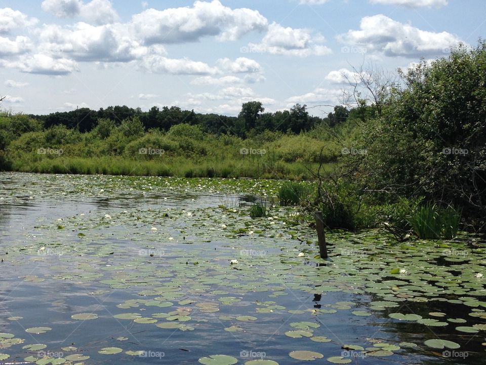 Lake nature. Goguack lake battle creek Michigan 