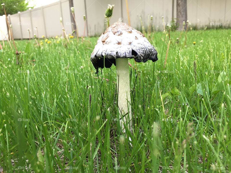 Wild Mushroom in its own element. Light and Dark Shades. Vibrant and Soft Tones.