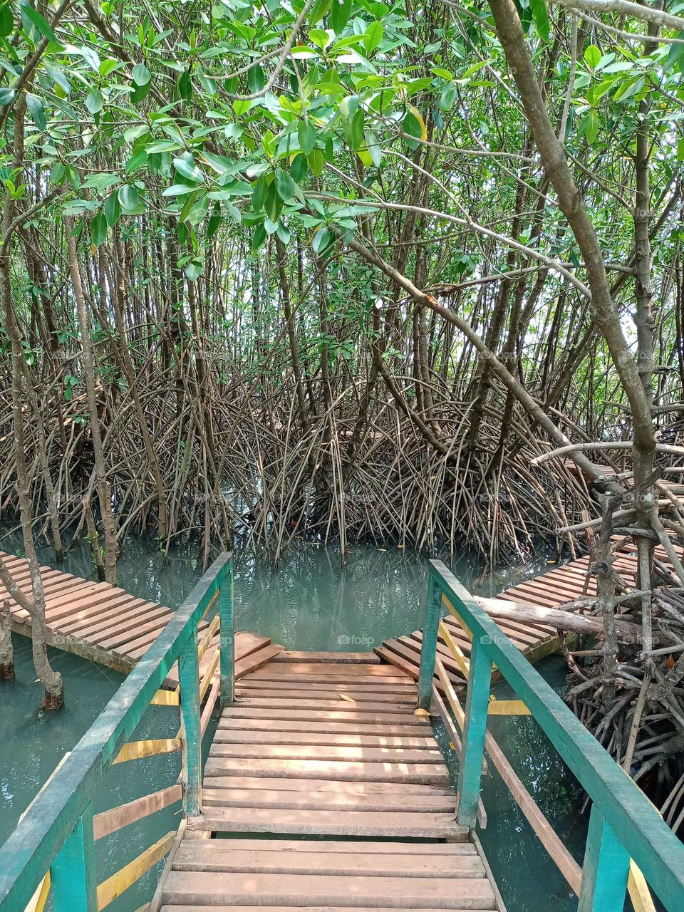 Beautiful view of Mangrove forest eco beach enjoying Holliday filling beauti of nature closely it's amazing spending time middle in nature