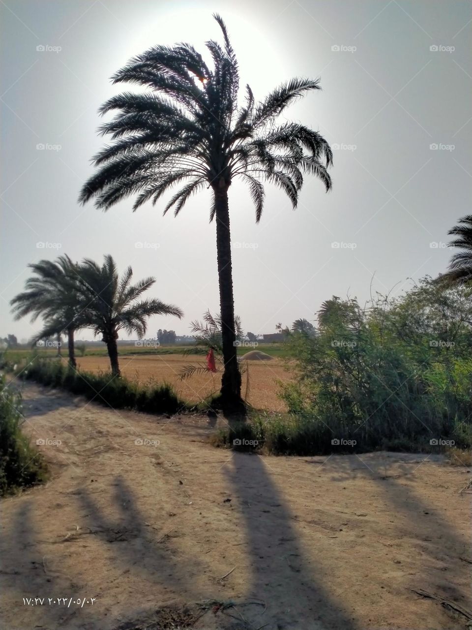 Palm beauty in spring