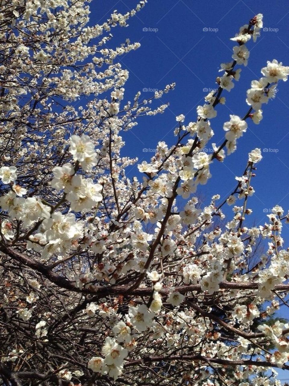 Plum blossoms in Japan 