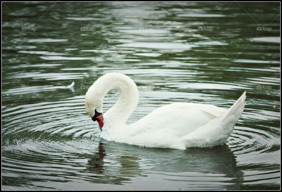 Swan in the lake