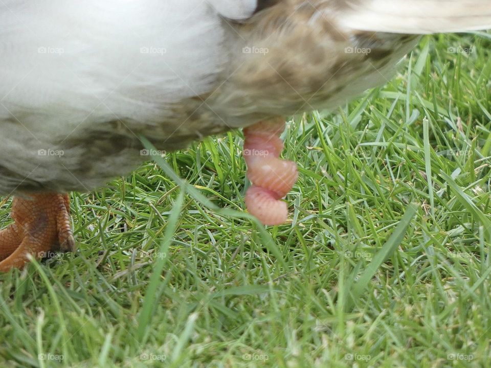 A ducks penis