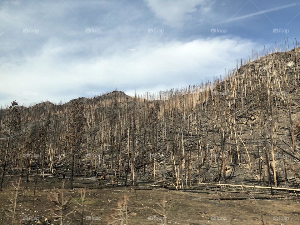 Burnt trees in Rocky Mountain National Park. 