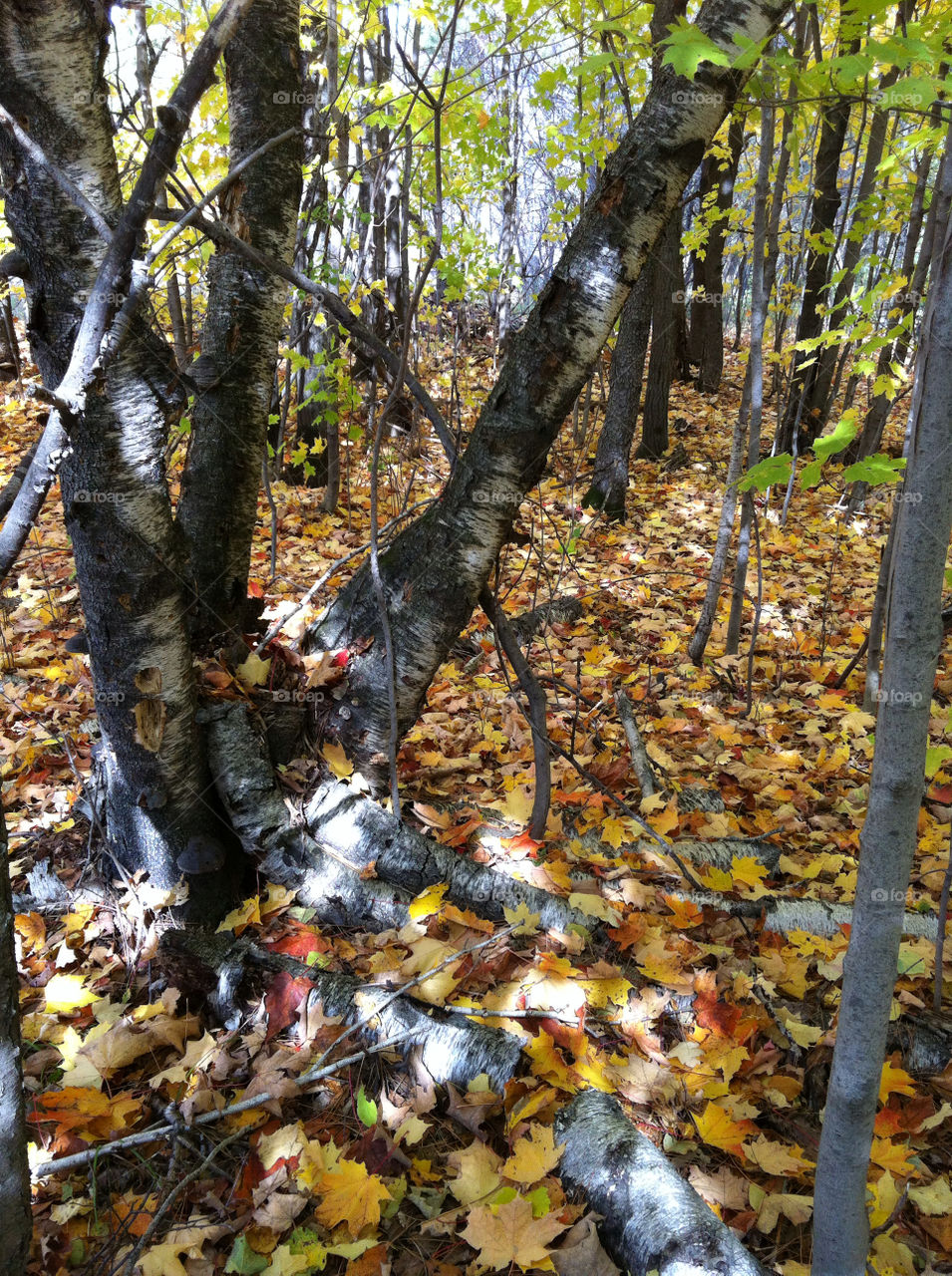 trees leaves fall autumn by peacephotos