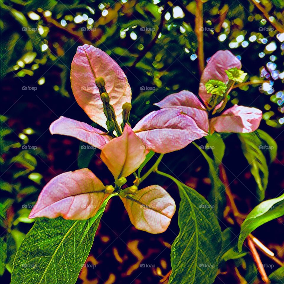 Flores estilizadas para embelezar o jardim!