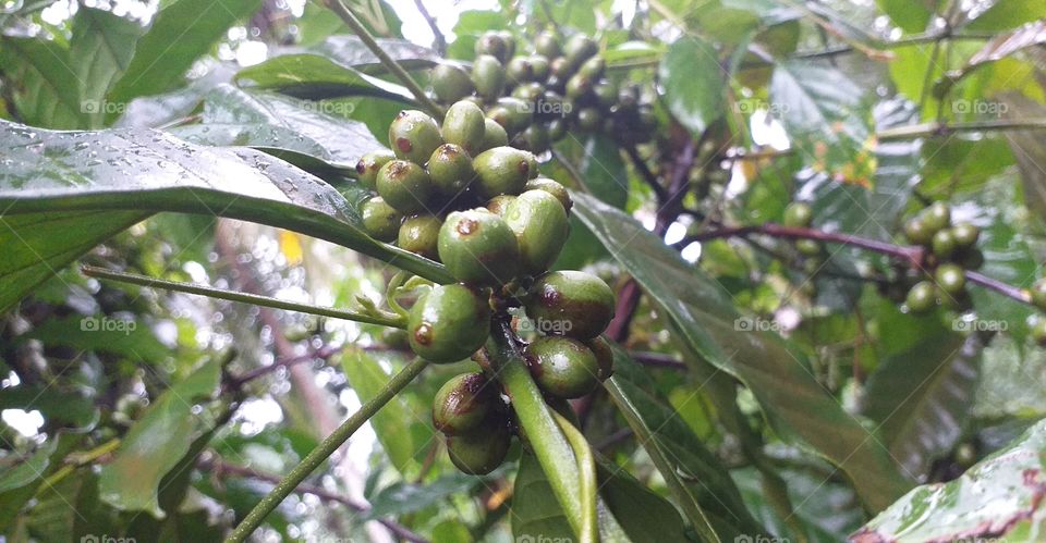 beautiful green plants