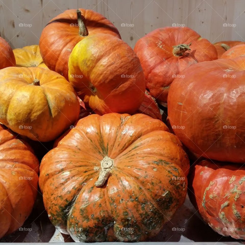 Close-up of pumpkins