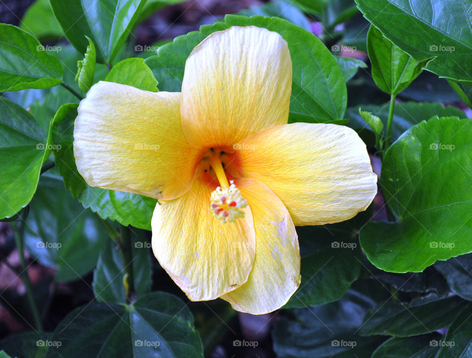 green yellow flower orange by refocusphoto