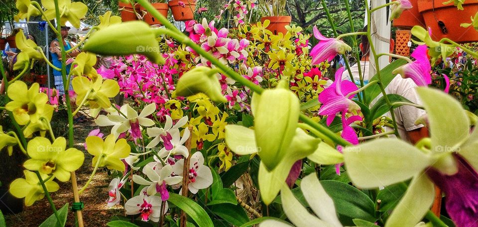 A feast of orchids...