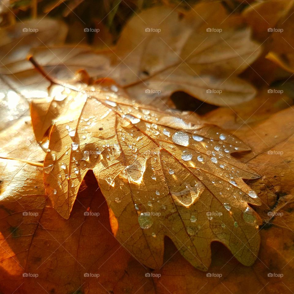 sunshine on a oakleaf after rain
