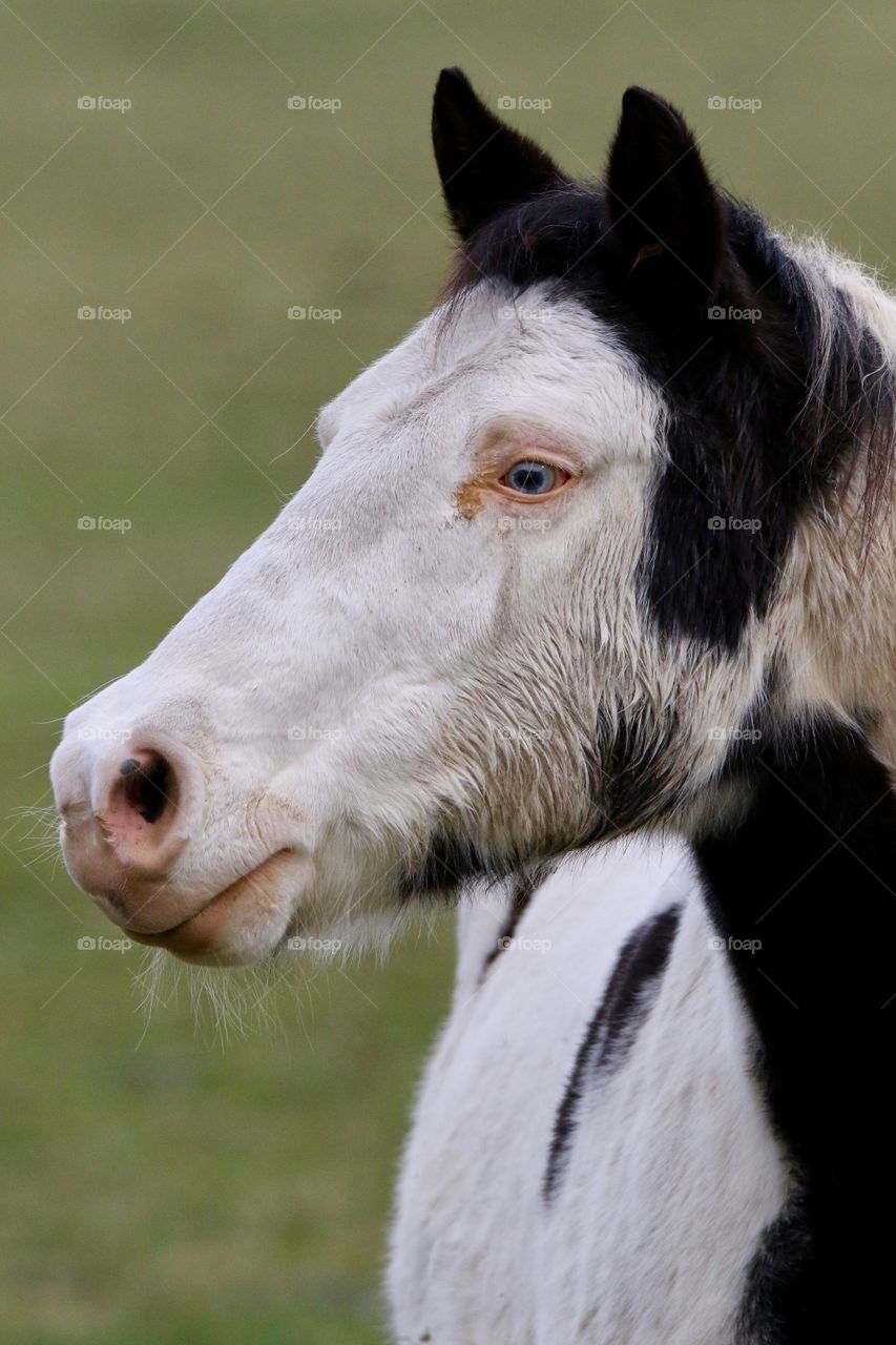 Beautiful part albino horse.